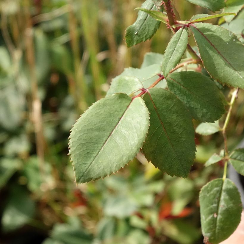 Rosier couvre-sol Knock Out Radrazz (Feuillage)