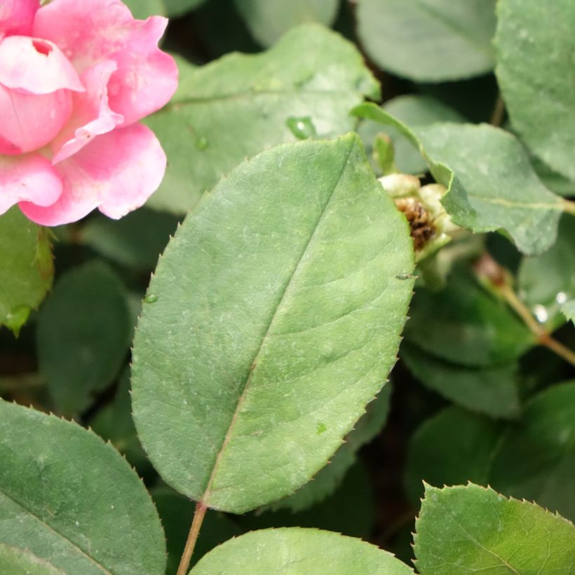 Rosier couvre-sol Pink Double Knock Out (Feuillage)