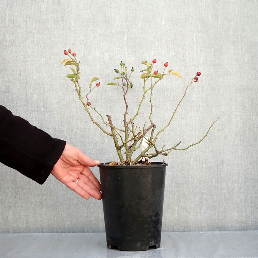 Spécimen de Rosier couvre-sol Pink Flash Pot de 4L/5L tel que livré en automne