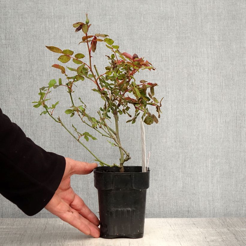 Example of Rosier couvre-sol Pink Knock Out (Rodin) Pot de 10 cm/11cm, Issu de bouture as you get in printemps