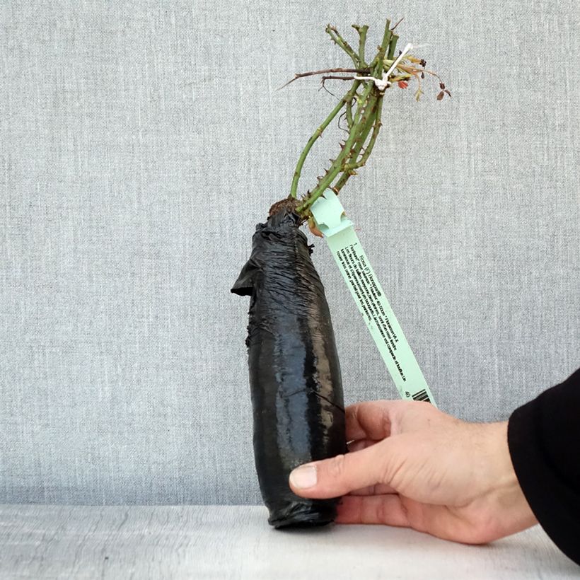 Spécimen de Rosier couvre-sol Rigo Bonaparte Racines nues en motte tel que livré en hiver