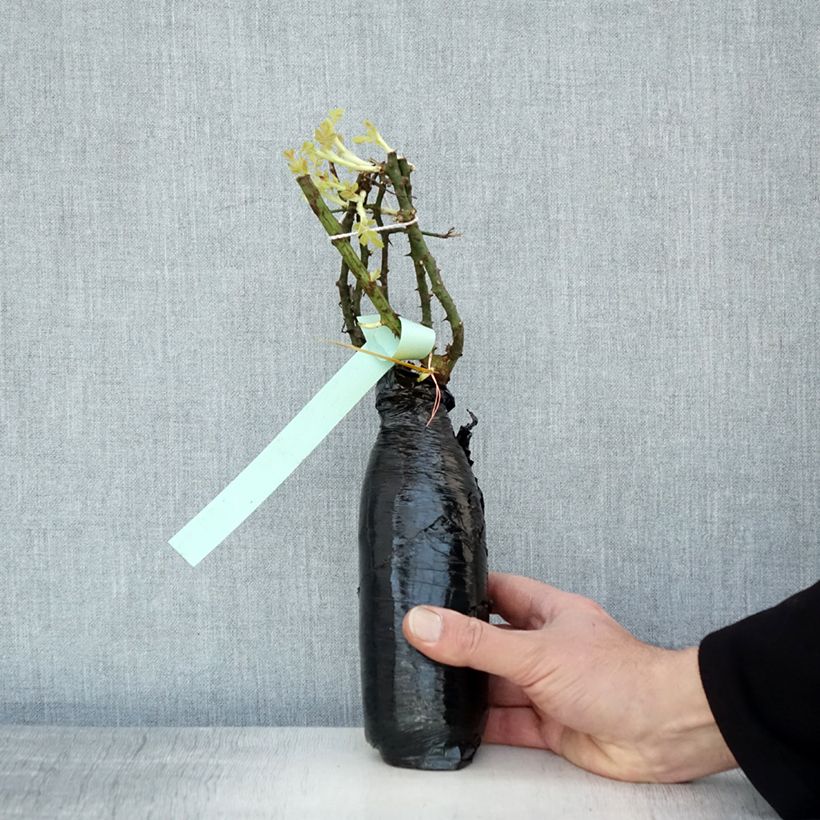 Spécimen de Rosier couvre-sol Rigo Diamant Racines nues en motte tel que livré en hiver