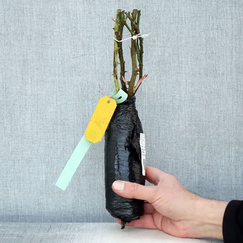 Spécimen de Rosier couvre-sol Rigo Néon Racines nues en motte tel que livré en hiver