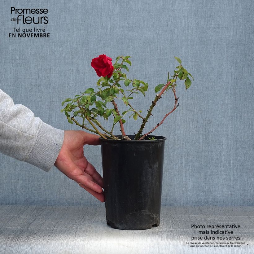 Spécimen de Rosier couvre-sol Rigo Rotilia Pot de 2L/3L tel que livré en automne