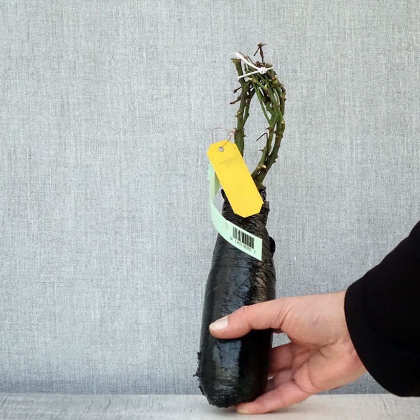 Spécimen de Rosier couvre-sol Satina  Racines nues en motte tel que livré en hiver