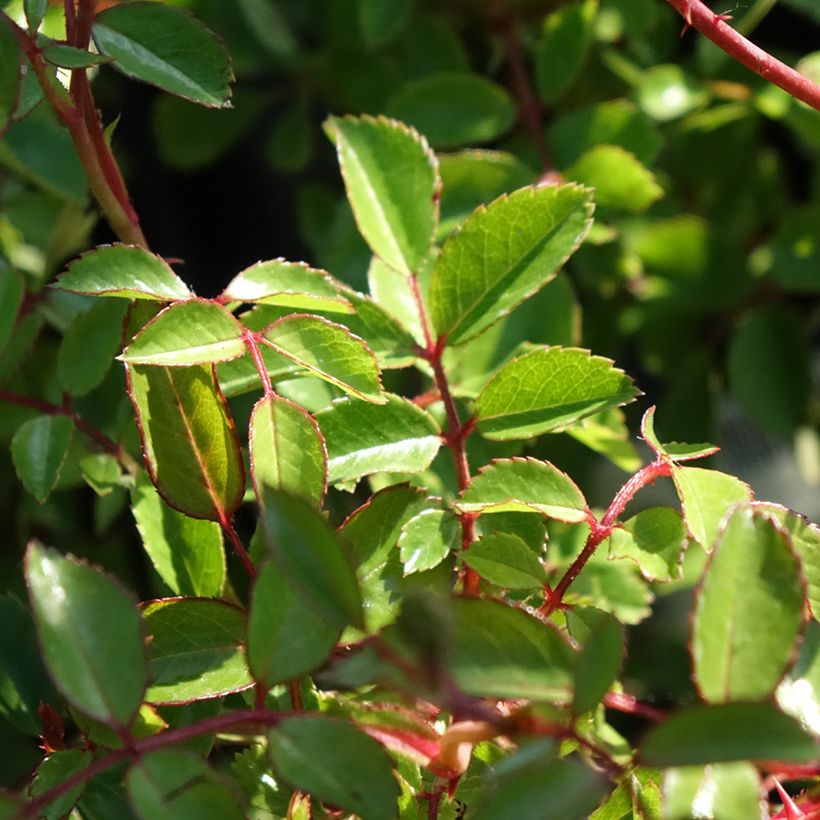 Rosier couvre-sol Sea Foam (Feuillage)