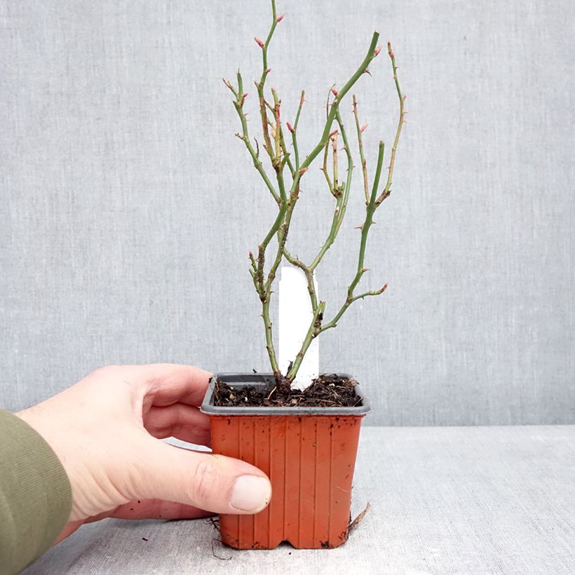 Spécimen de Rosier couvre-sol Sea Foam Godet de 8/9 cm tel que livré en hiver