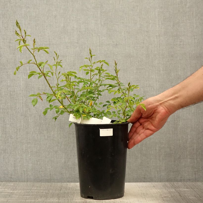 Example of Rosier couvre-sol Snow Star Pot de 4L/5L as you get in printemps