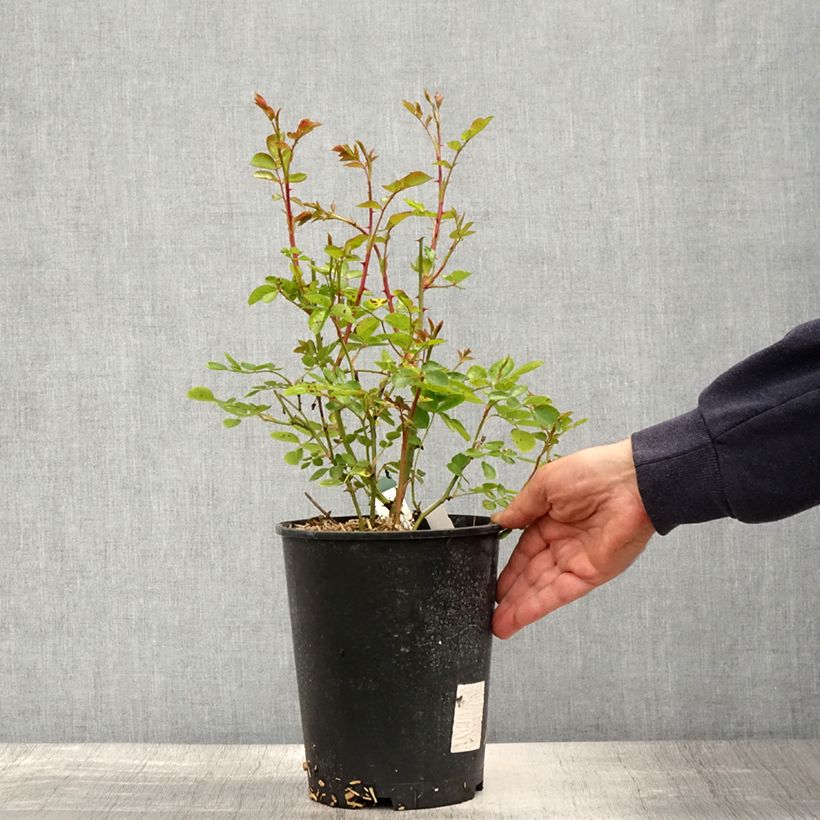 Spécimen de Rosier couvre-sol The Faun Pot de 4L/5L tel que livré au printemps