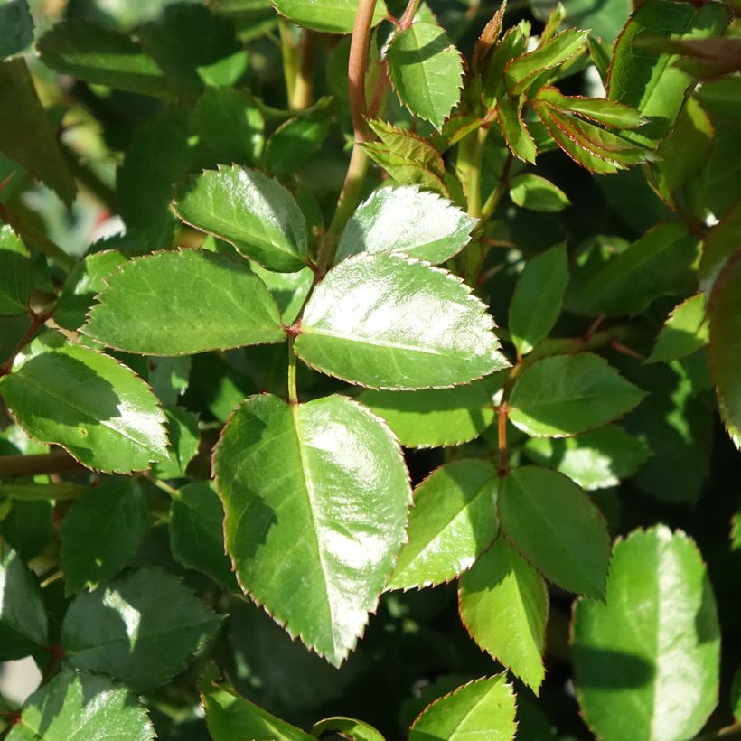 Rosier couvre-sol The Faun (Feuillage)