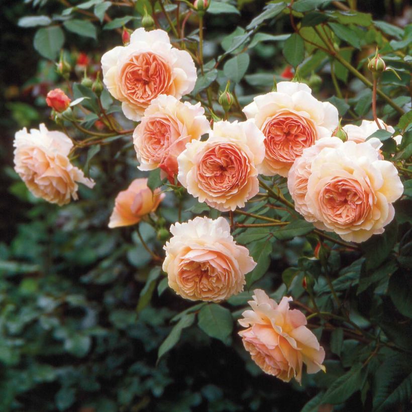 Rosier David Austin A Shropshire Lad (Flowering)
