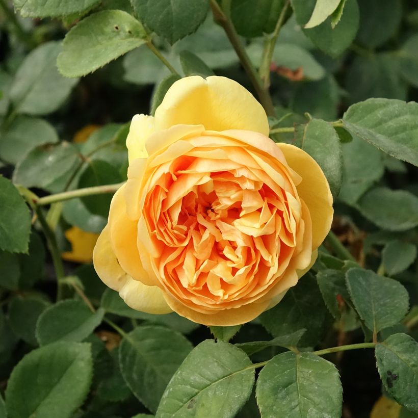 Rosier David Austin Bring Me Sunshine  (Flowering)