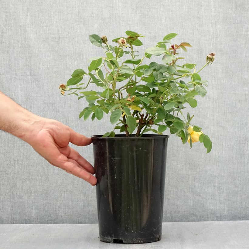 Example of Rosier David Austin Bring Me Sunshine  Pot de 4L/5L as you get in ete