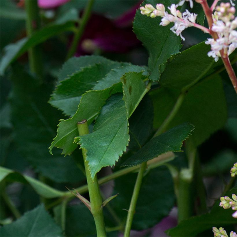 Rosier Tige David Austin Darcey Bussel (Feuillage)