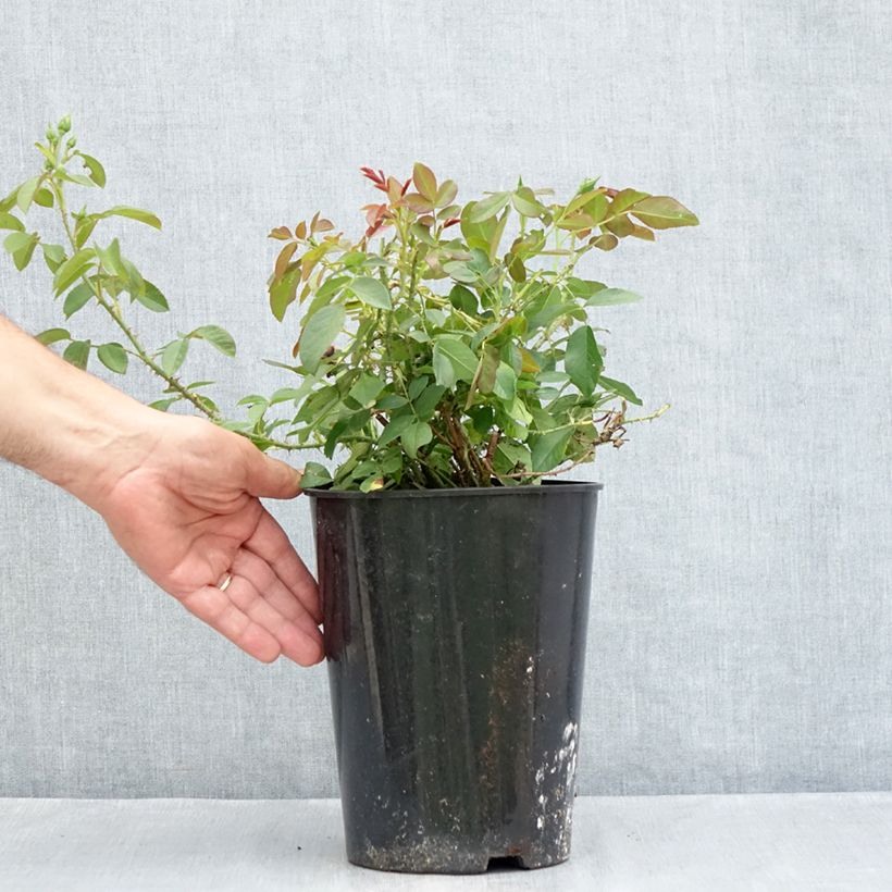 Spécimen de Rosier David Austin Harlow Carr Pot de 4L/5L tel que livré en été