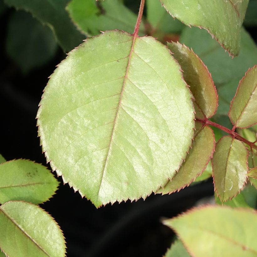 Rosier David Austin James Galway (Feuillage)