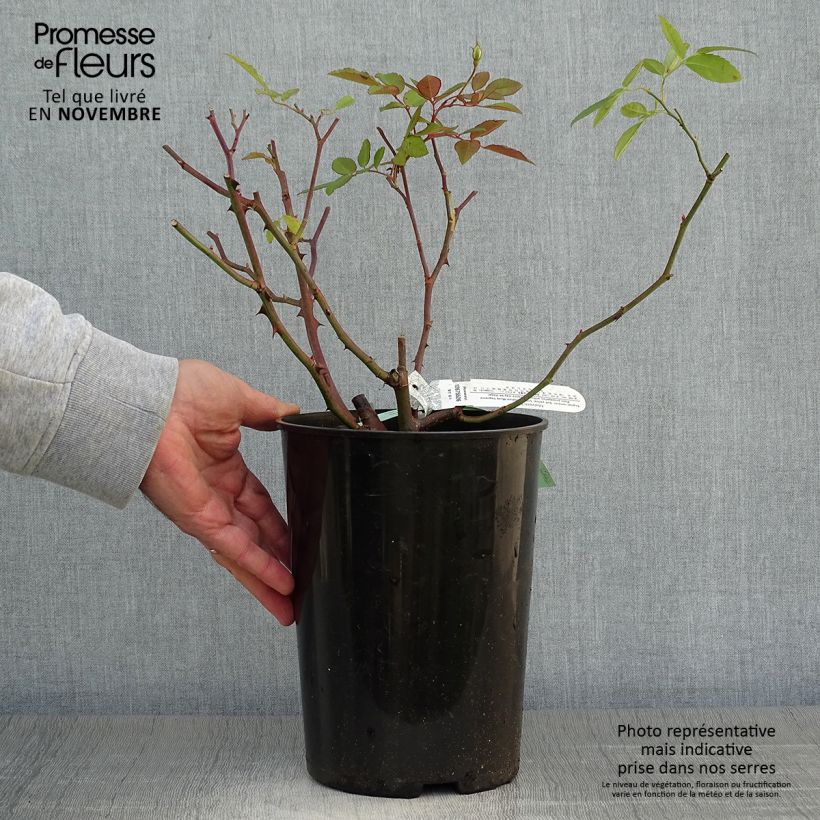 Spécimen de Rosier David Austin Malvern Hills  Pot de 4L/5L tel que livré en automne
