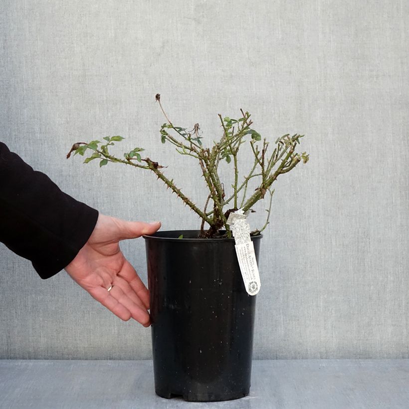 Example of Rosier David Austin The Country Parson  Pot de 4L/5L as you get in hiver