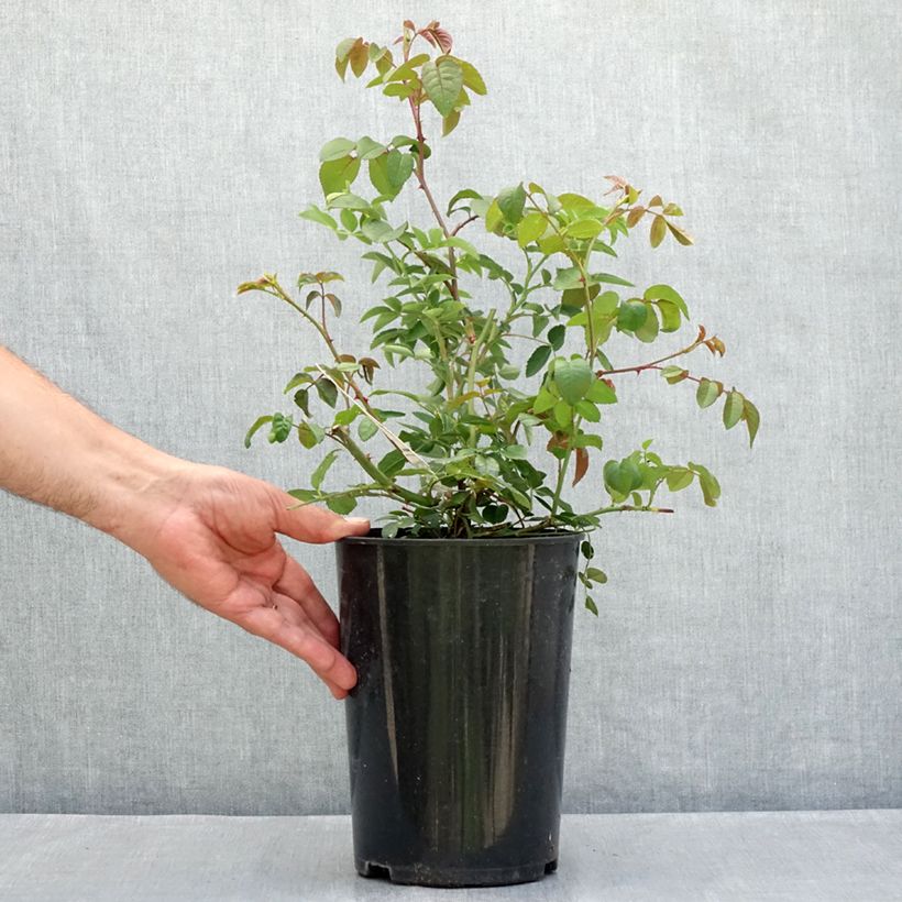 Spécimen de Rosier David Austin The Lady of the Lake  Pot de 4L/5L tel que livré en été