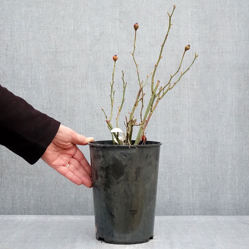 Example of Rosier David Austin The Lark Ascending Pot de 4L/5L as you get in hiver