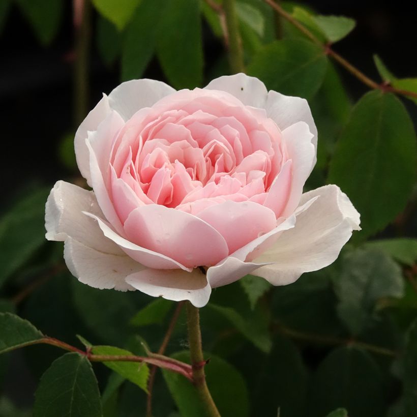 Rosier David Austin Wisley 2008  (Floraison)