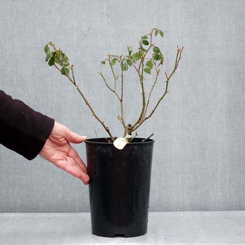 Spécimen de Rosier David Austin Wisley 2008  Pot de 4L/5L tel que livré en hiver