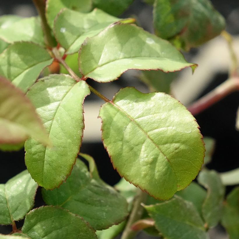 Rosier David Austin Young Lycidas (Feuillage)