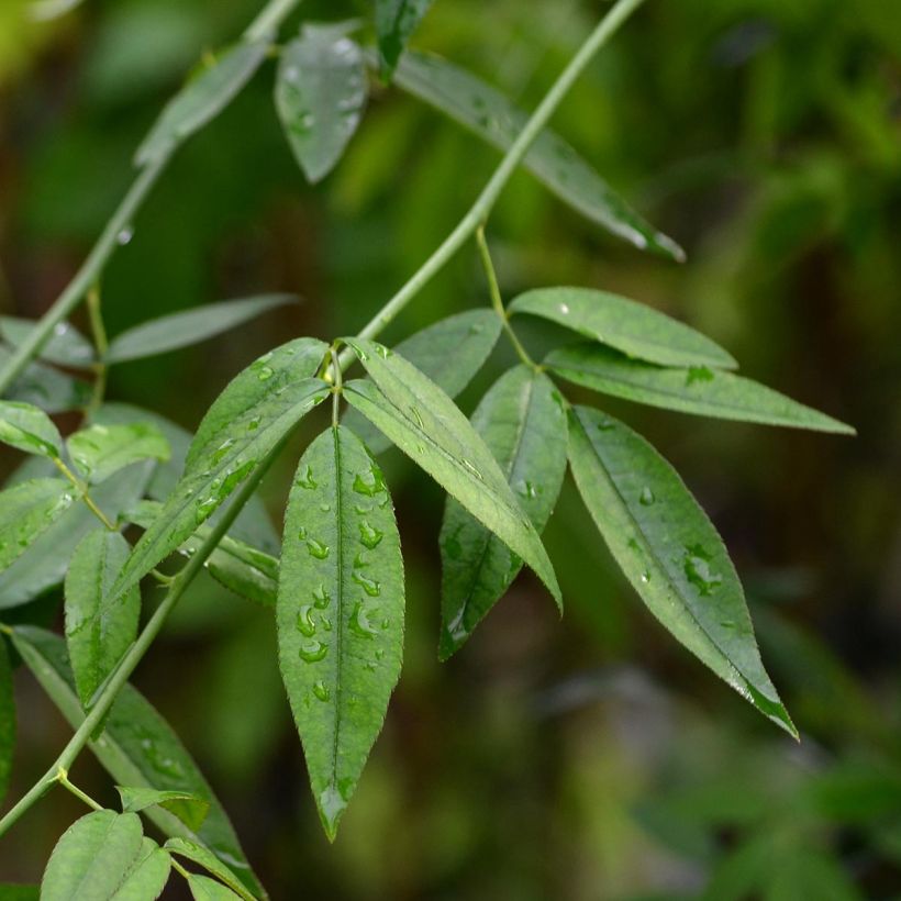 Rosier de Banks Alba Plena - Rosa banksiae (Foliage)