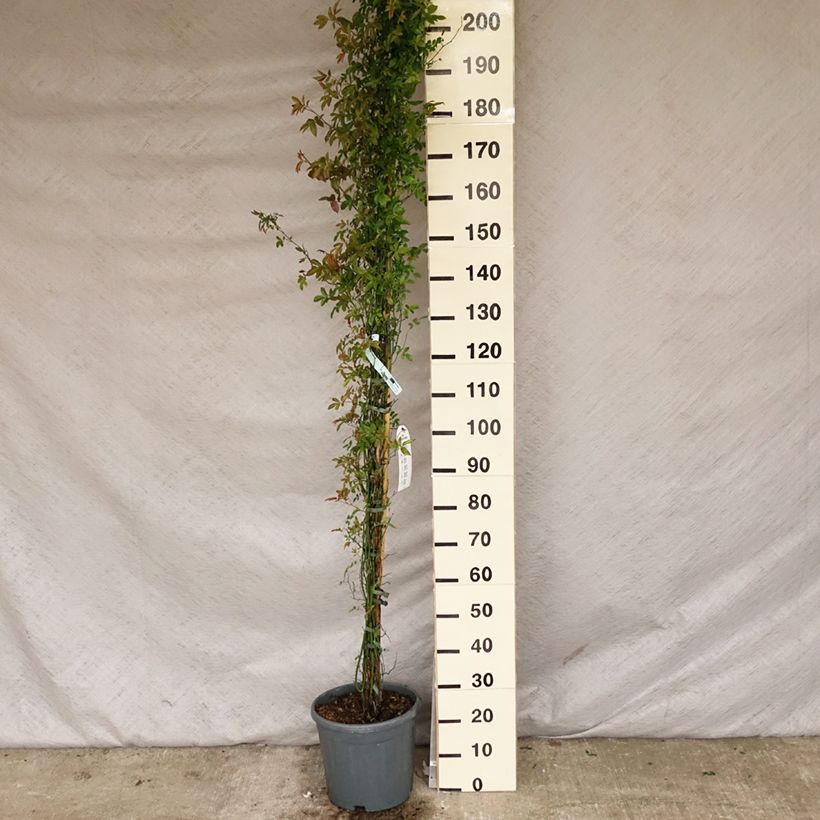 Example of Rosier de Banks Alba Plena - Rosa banksiae Pot de 6L/7L, Sur propres racines (non greffé) as you get in printemps