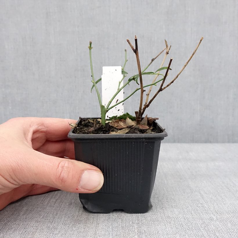 Example of Rosier de Banks Alba Plena - Rosa banksiae Godet de 8/9 cm as you get in hiver