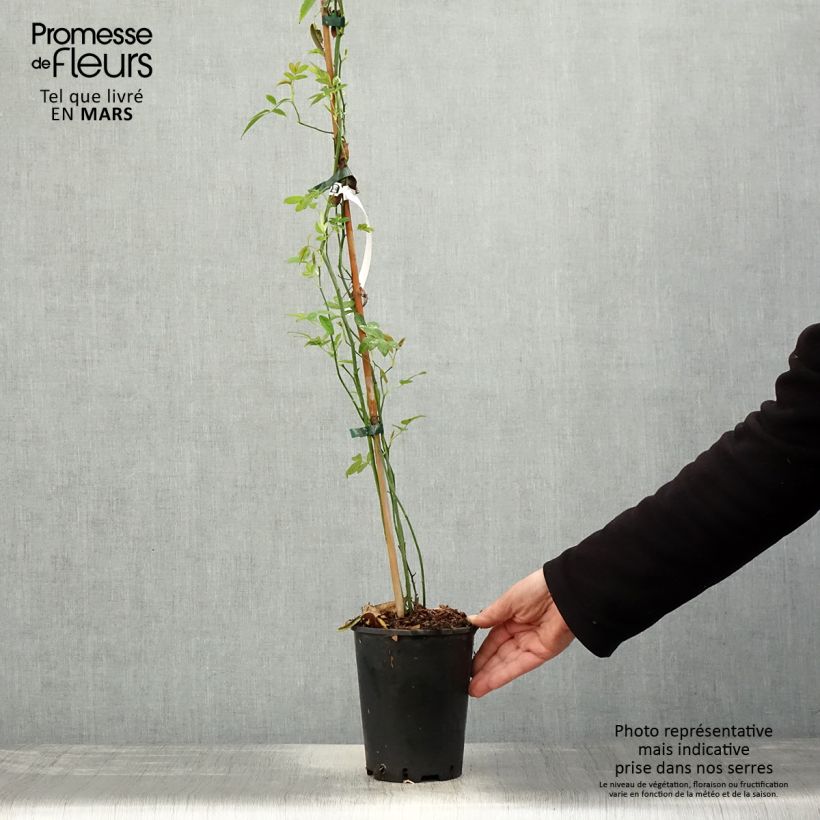 Example of Rosier de Banks Lutea - Rosa banksiae Pot de 2L/3L, Sur propres racines (non greffé) as you get in printemps