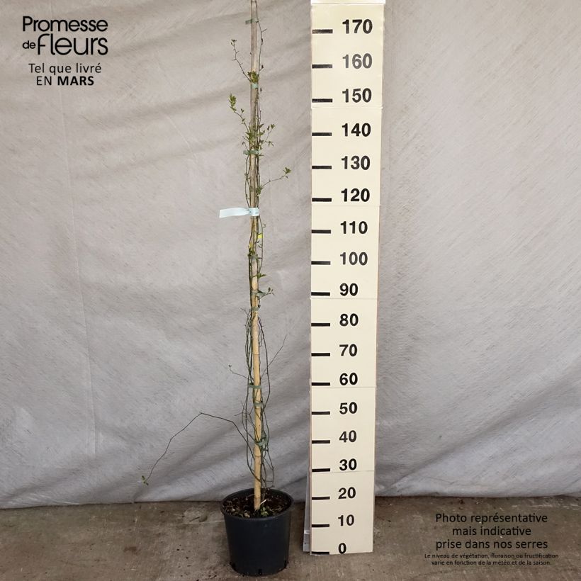 Example of Rosier de Banks Lutea - Rosa banksiae Pot de 7,5L/10L as you get in printemps