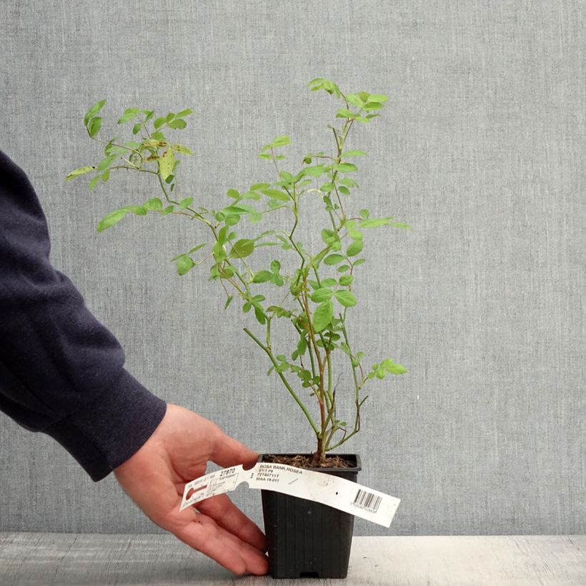 Example of Rosier de Banks Rosea - Rosa banksiae  Godet de 8/9 cm as you get in printemps