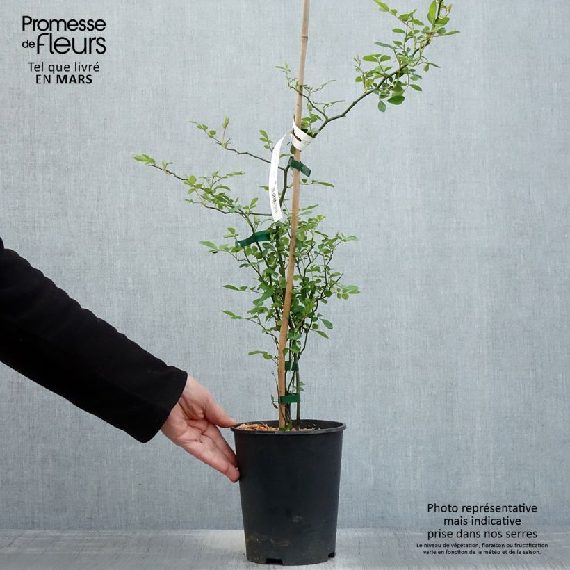 Example of Rosier de Banks Rosea - Rosa banksiae  Pot de 2L/3L, Sur propres racines (non greffé) as you get in printemps
