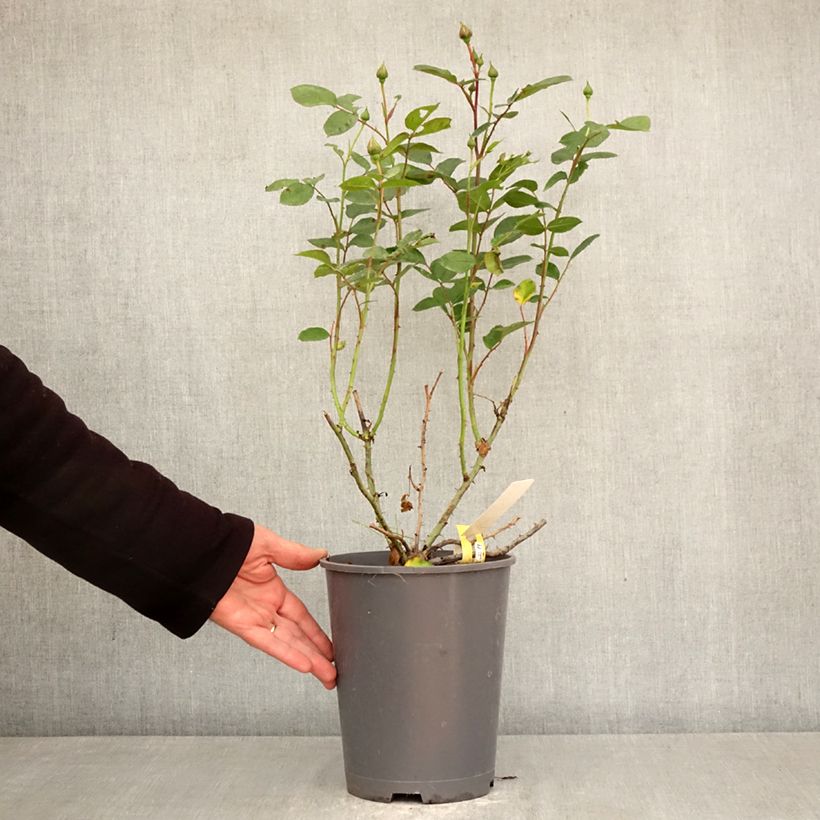 Spécimen de Rosier Decorosier Soleya Pot de 4L/5L tel que livré au printemps