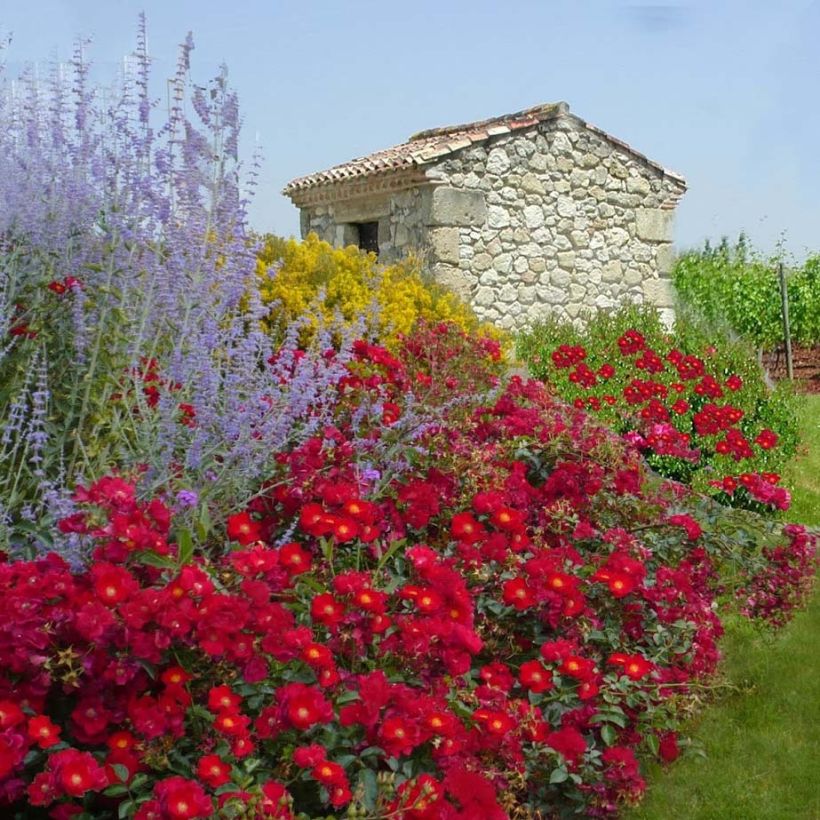 Rosier Décorosiers Vesuvia (Plant habit)