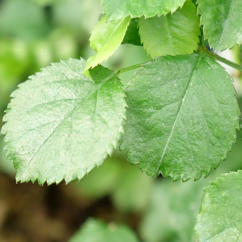 Rosier Décorosiers EMERA (Feuillage)