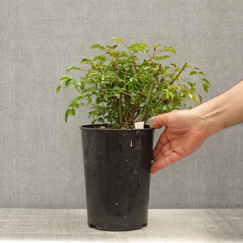 Spécimen de Rosier Décorosiers EMERA grimpant Pot de 4L/5L tel que livré au printemps