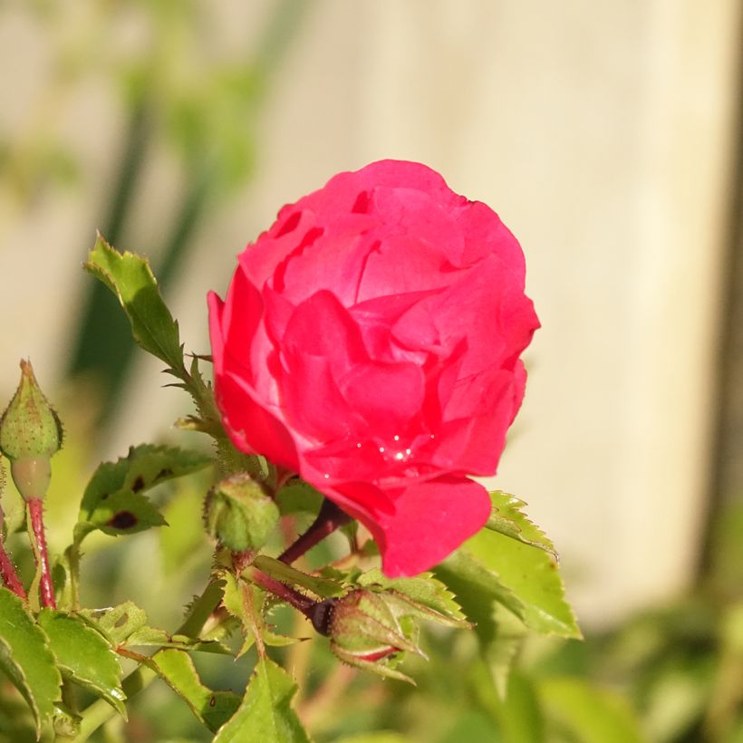 Rosier Décorosiers EMERA (Floraison)