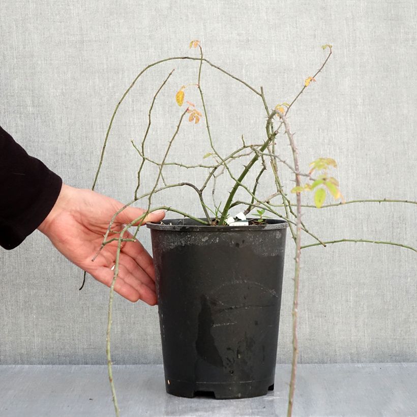 Spécimen de Rosier des champs - Rosa arvensis Pot de 2L/3L tel que livré en automne
