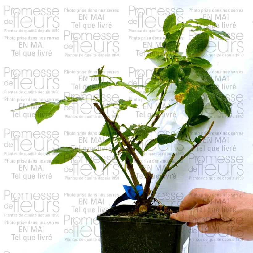 Exemple de spécimen de Rosier Generosa Dino de Laurentiis Pot de 4L/5L tel que livré