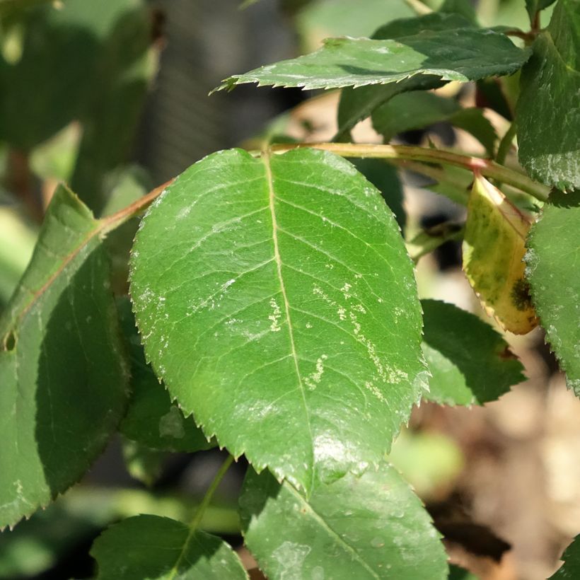 Rosier Dominica Intercomdoor - Buisson à grande fleurs (Feuillage)
