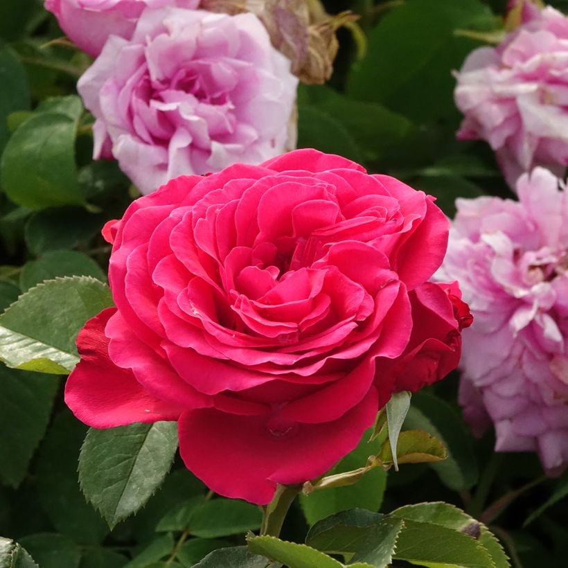 Rosier Dominica Intercomdoor - Buisson à grande fleurs (Floraison)