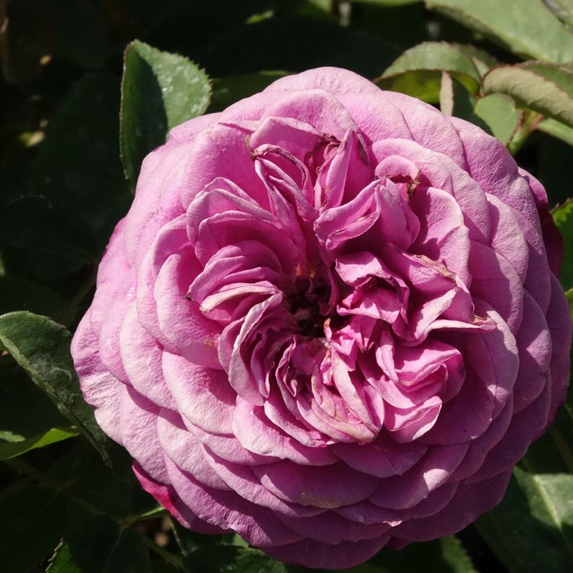 Rosier fleurs groupées Heidi Klum  (Floraison)