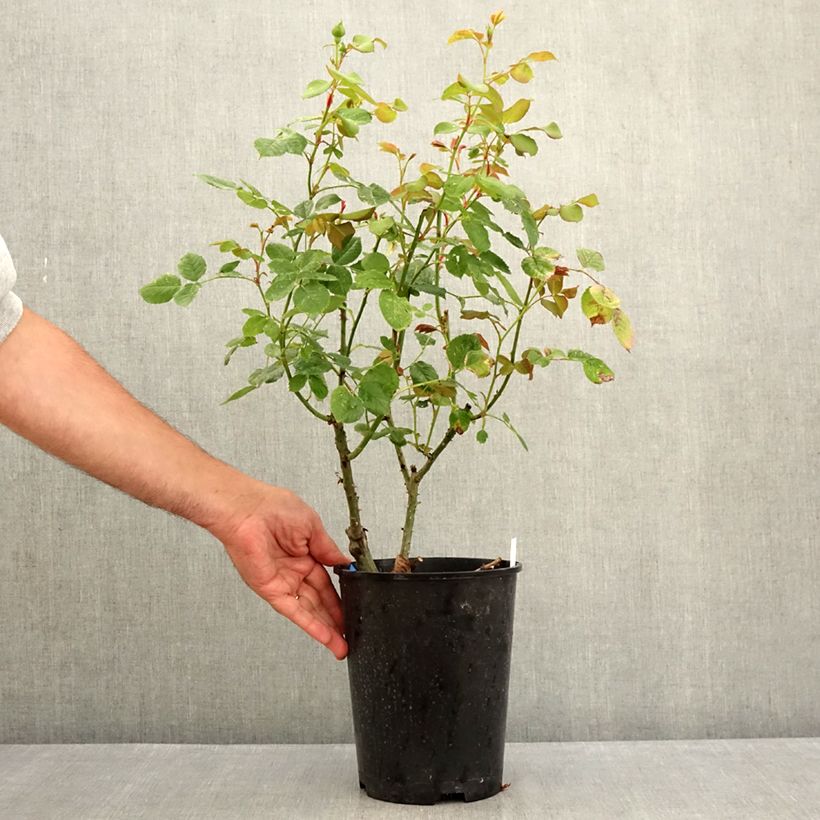 Spécimen de Rosier Generosa Cybelle Pot de 4L/5L tel que livré en été