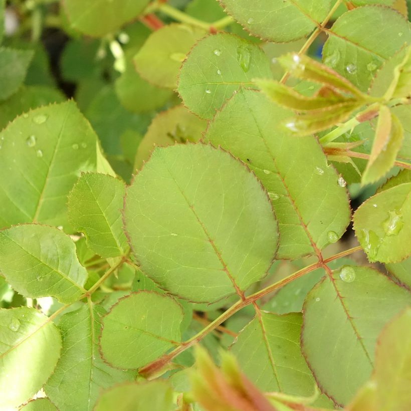 Rosier Generosa Cybelle (Feuillage)