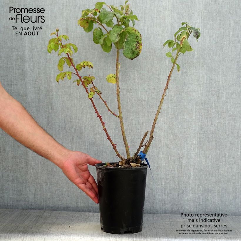 Spécimen de Rosier Generosa Emilien Guillot Pot de 4L/5L tel que livré en été