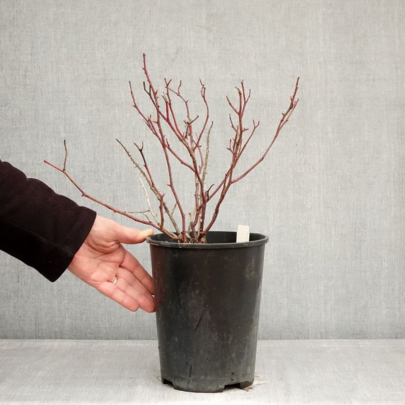 Spécimen de Rosier Generosa Fiona Gelin Pot de 4L/5L tel que livré en hiver