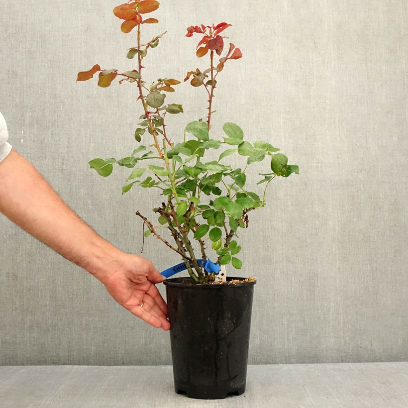 Example of Rosier Generosa Laurent Cabrol Pot de 4L/5L as you get in ete