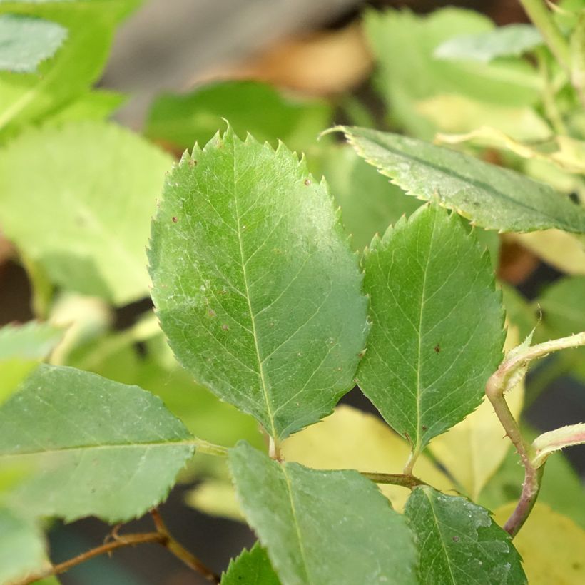 Rosier Generosa Laurent Voulzy (Feuillage)